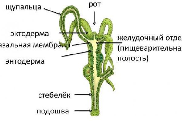 Правильная ссылка на кракен